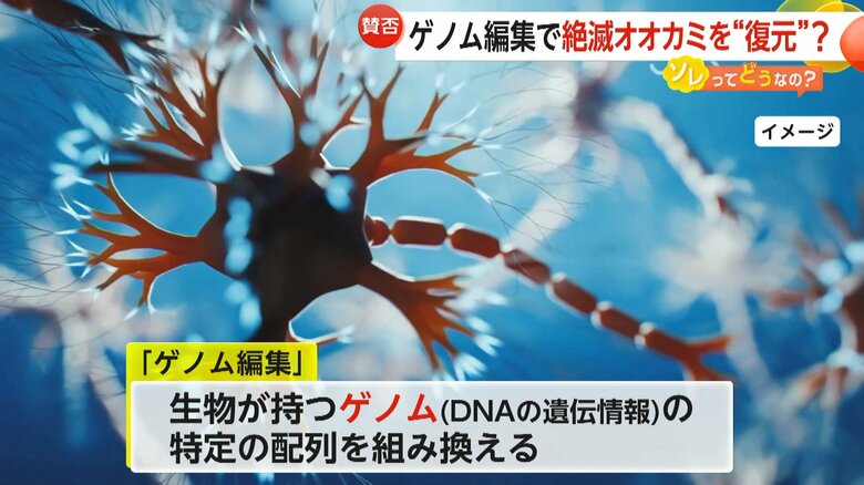 生物が持つゲノム（DNAの特定の配列）を組み替えるゲノム編集
