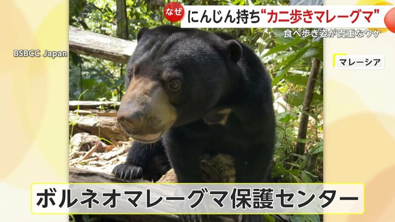ボルネオマレーグマ保護センターで撮影されたマレーグマ