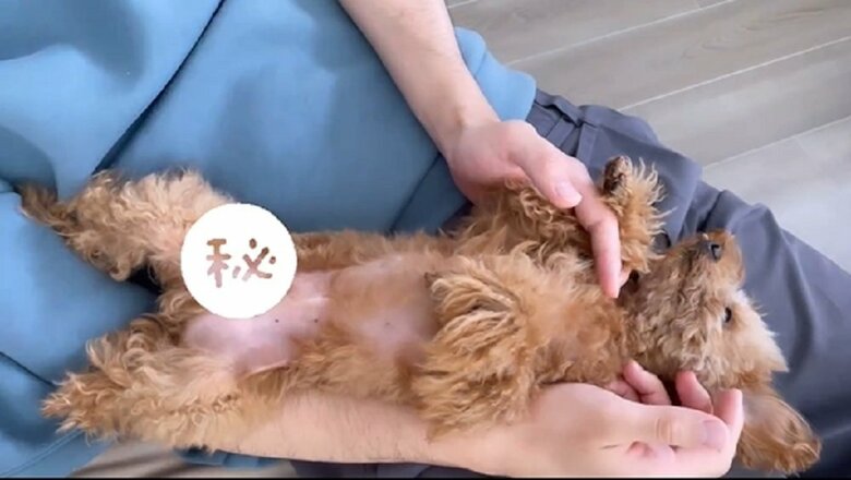 パパさんの足の上でぐでーん