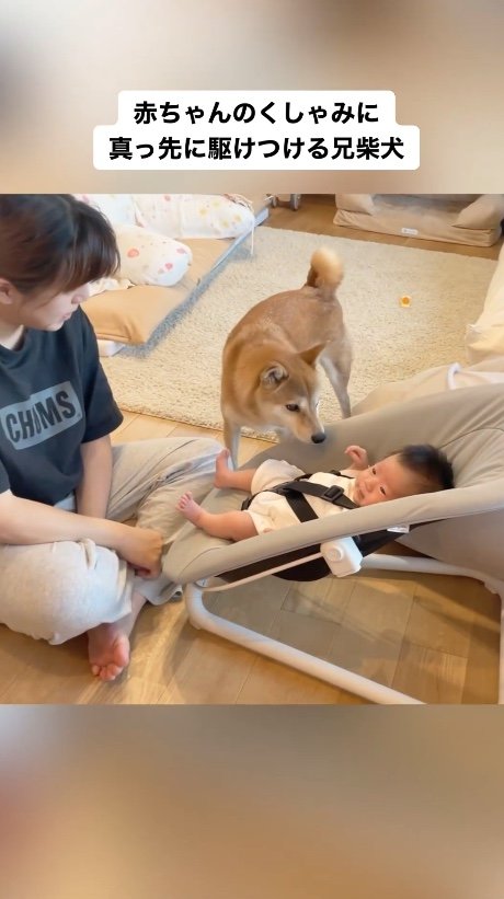 提供：柴犬りんご郎 YouTube 