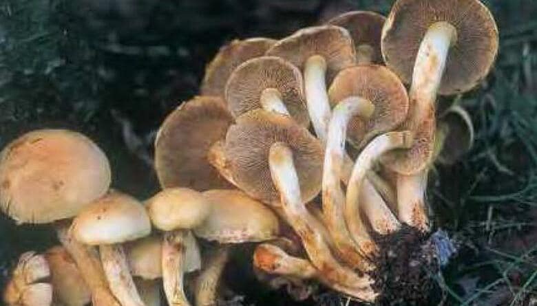 毒キノコのニガクリタケ（野や山のきのこハンドブックより）