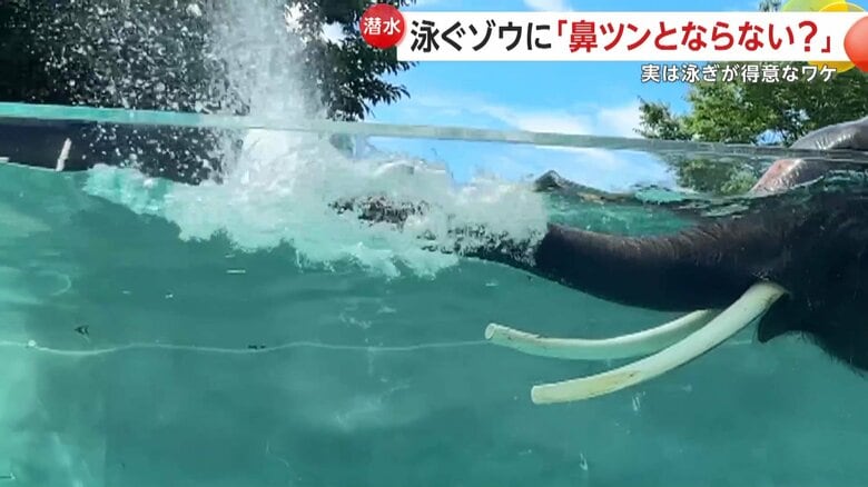 鼻から水を拭き出す様子（提供：富士サファリパーク）