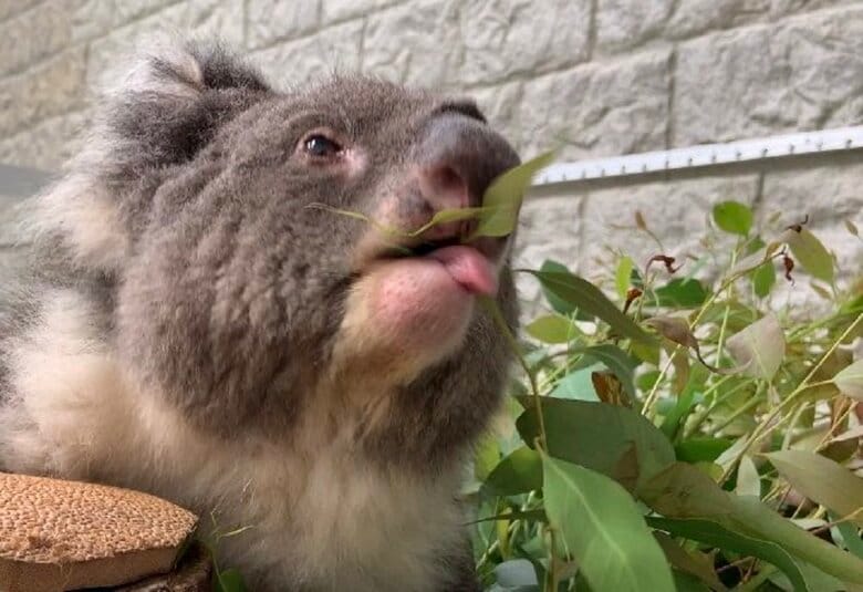 舌をペロリ（提供：イングランドの丘）