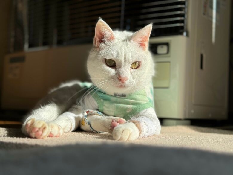 提供：しんばぷーさん