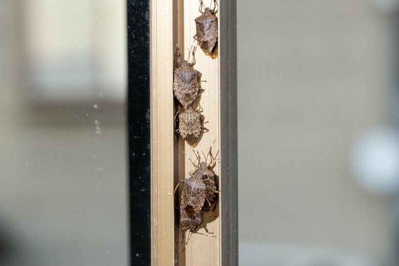 カメムシは2～3mmのすき間があれば住居に侵入できる（イメージ）