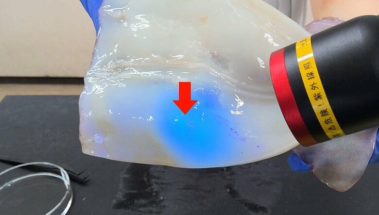 ブラックライトを当てると表層のアニサキスは白く浮かび上がる　仙台市ホームページより