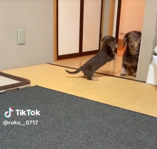 リアくんに体当たり直前のルクちゃん