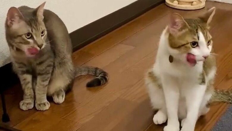 6月10日の様子。ご飯の後に動きがシンクロした