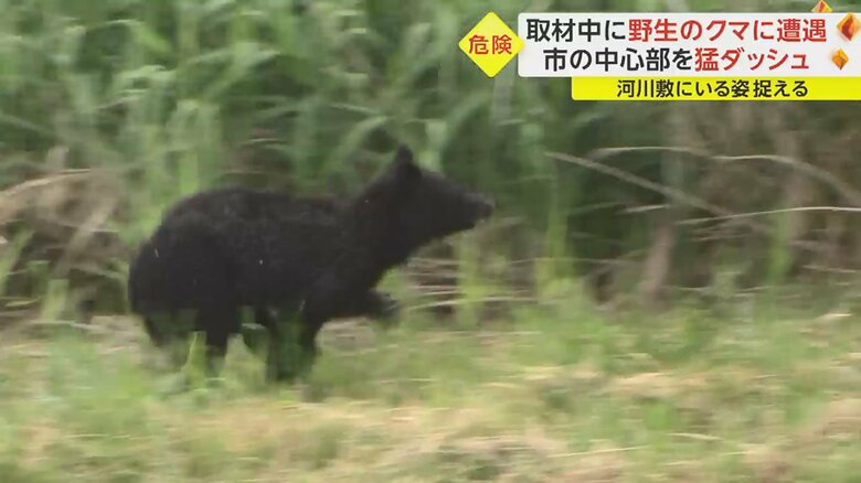 走り出したクマ