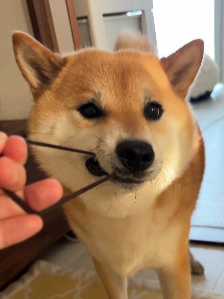 提供：柴犬ふう太さん