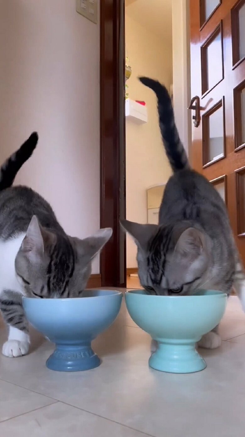 詩季くんもモグモグ