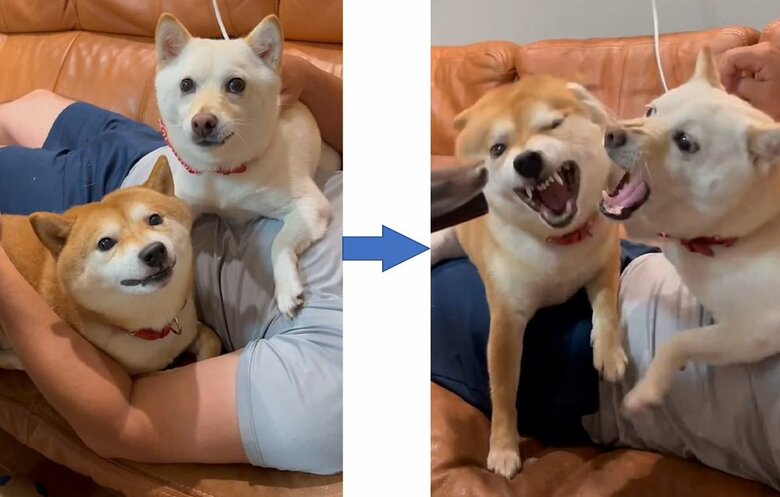 ソファで寝る旦那さんの上　小競り合いになるという