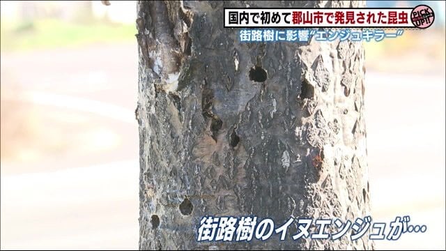 「サビイロクワカミキリ」によって穴を開けられたイヌエンジュ