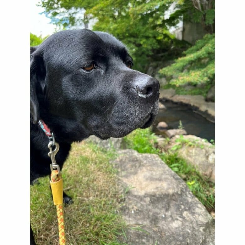 その後はしばらく小川を眺めていたという