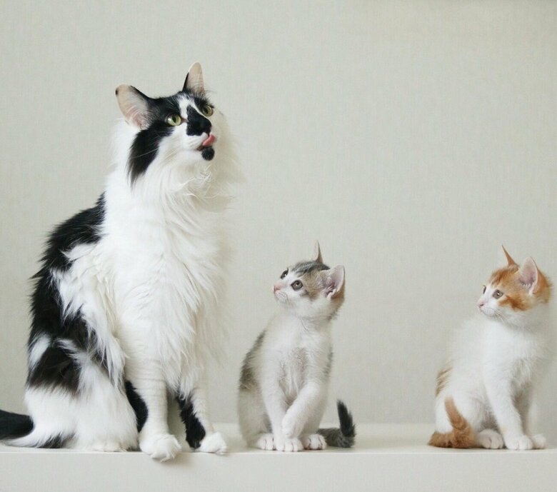 そらくんは父親のように、母親のように子猫の面倒を見ていた