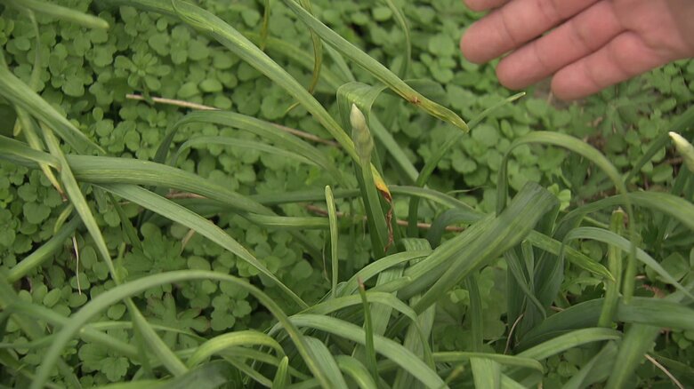 花芽がついた水仙は順調に進めば開花する