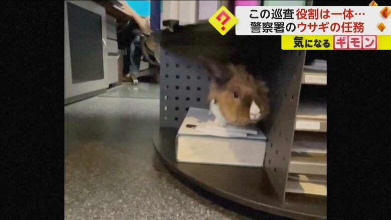 机の下の本棚の本に乗っているウサギ（Yuba City Police Department）