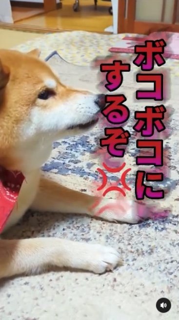 提供：柴犬スティーブch【コーギーと猫を添えて】さん