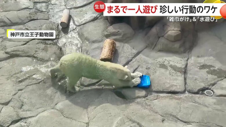 雑巾がけかのような動きをみせるホッキョクグマ（提供：神戸市立王子動物園）