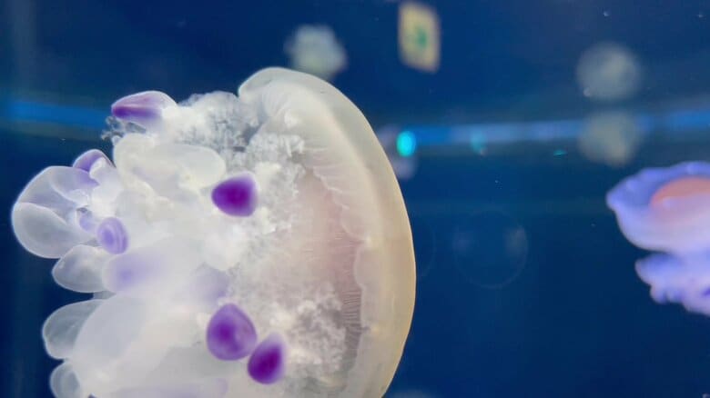 （提供：新江ノ島水族館）