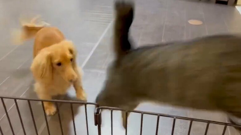 ねこくんは嫌だったのか、ジャンプして向こう側に