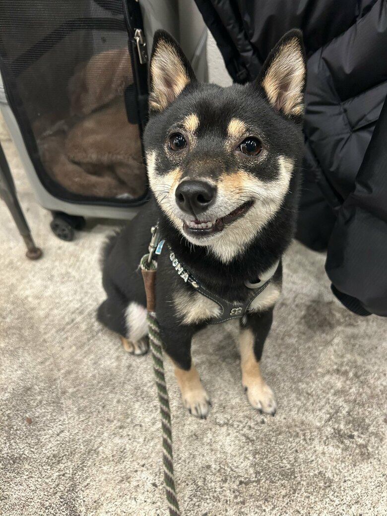 提供：豆柴ごま娘さん