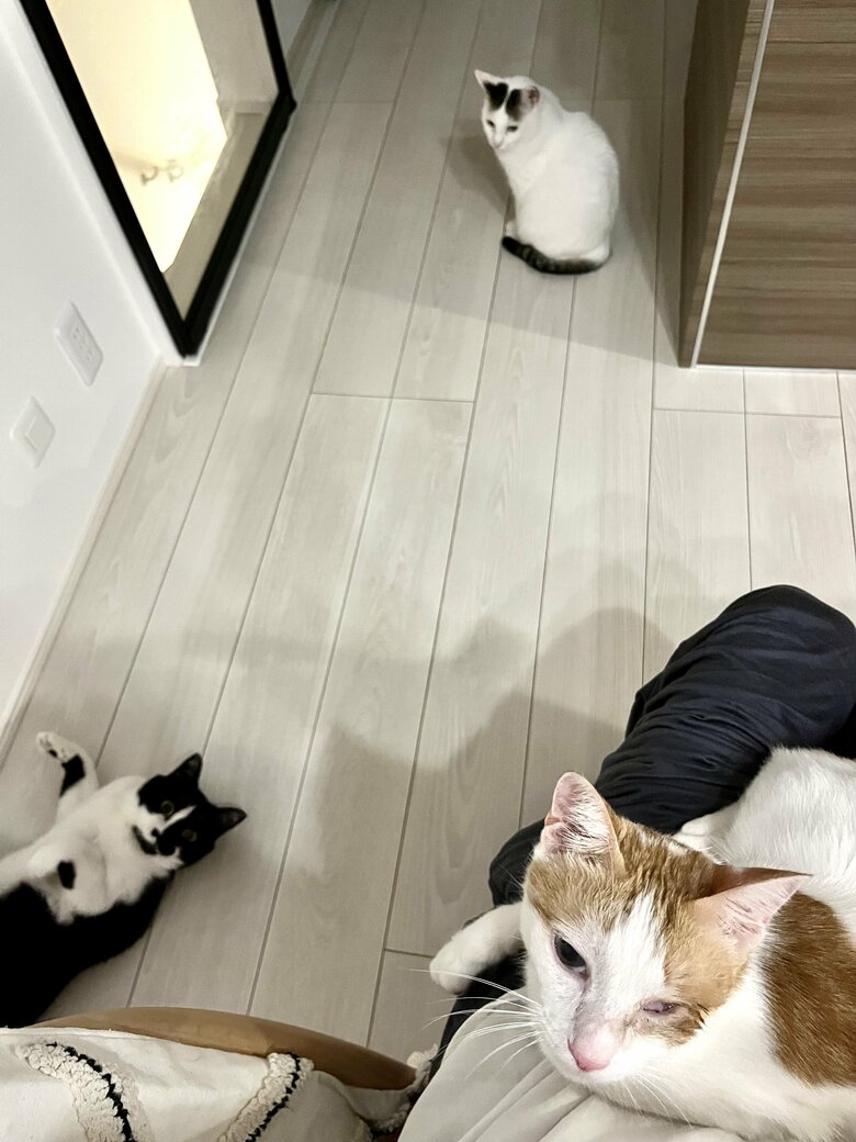 上：シノさん（メス・9歳）　左下：トンちゃん　右下：たねおくん（オス・7歳）（提供：卵山玉子先生）