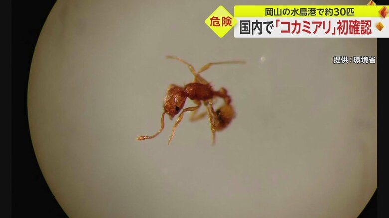 【画像】刺されると激しい痛みを伴う毒性のコカミアリ