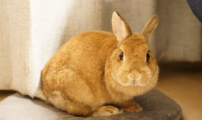 アンジーちゃん（提供：うさぎと暮らしと。さん）