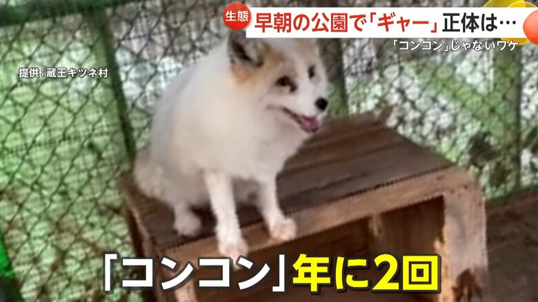 実は「コンコン」と鳴く時期は年に2回ほどだけだという