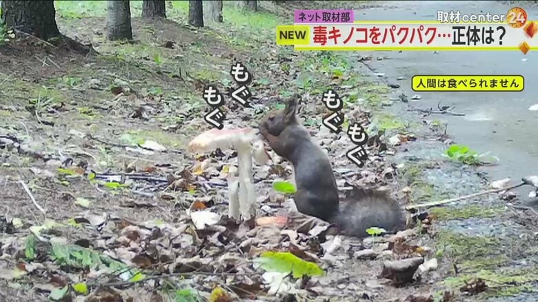 公園スタッフがしかけたカメラに映っていたのは、エゾリス