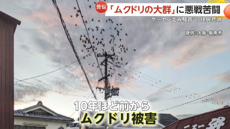 大阪・阪南市は10年ほど前からムクドリの被害に悩まされてきた