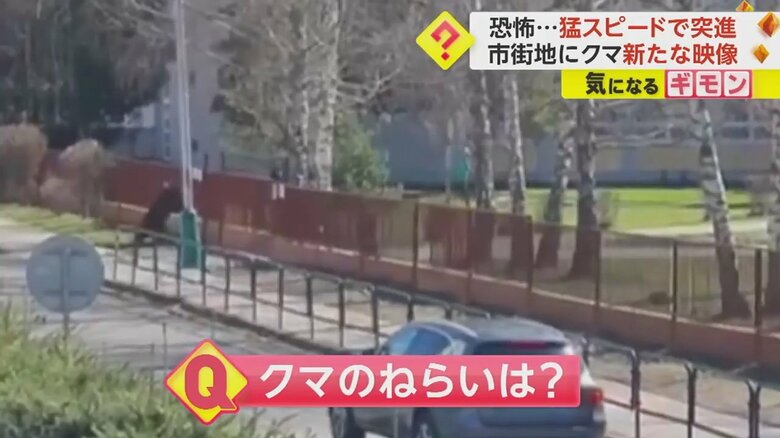 突然、柵に飛びかかったクマ