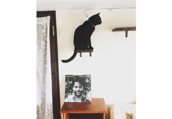 飼い主さんが撮りたかったのはこんな感じのショット（別の日の猫別府くん）