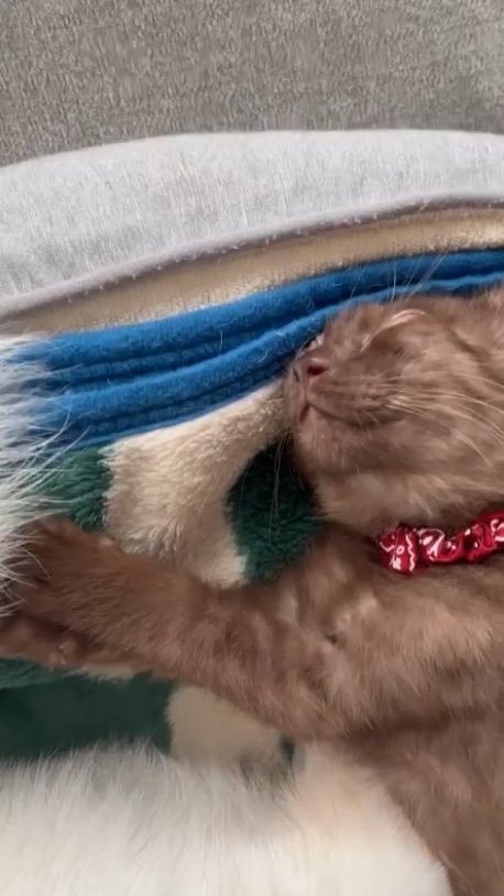 提供：白柴ころもさん