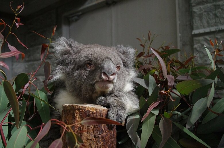 みどりちゃん（提供：イングランドの丘）