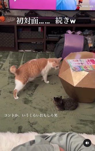 提供：たーにゃ。さん