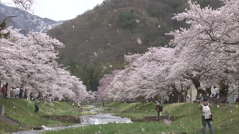 寒い冬が終わり　春には桜吹雪