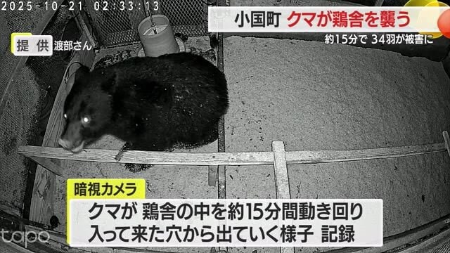 ブランド鶏がクマに食い荒らされる…ひな鳥36羽が一瞬で2羽に　電気柵しても効き目なし　山形・小国町