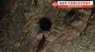 突然、倒木のおそれも…食い荒らして枯らす「外来種の虫」　県内で急速に増加【宮城発】