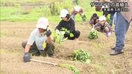 サツマイモの苗植え／天草市【熊本】