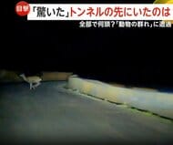 動物集団との予期せぬ遭遇　一斉に車道を走り出す5頭のイノシシ…暗闇の中、ヘッドライトの前を横切る4頭のシカも