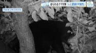 ナシ農園にクマ！ 被害200個の日も　収穫本番を前に「もうなくなります…」農家が悲鳴【広島発】