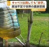 「何も残らない･･･」キャベツ1キロ売っても赤字、畑で腐らせる農家も　燃料高騰がアジア各国を直撃