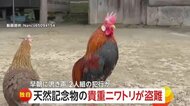 【独自】「正直制裁を受けてほしい」“天然記念物”のニワトリが盗まれ怒りあらわ…別の愛好家の犯行か　茨城・常陸大宮市