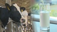 11月から乳製品値上げ… 酪農家に“円安”の打撃　「輸入依存は対策に限界」　新潟県内9軒の廃業も【新潟発】