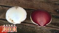「ホタテに勝るとも」月日貝が最盛期　鹿児島・日置市特産のプリプリ食感【シリーズ・秋の味覚】