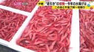 「海のルビー」のような底引きの甘エビ今季初水揚げ、今年は例年より少なめかも…金沢港から生中継
