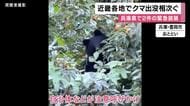 「住宅横の柿の木にクマがいる」近畿各地でクマの出没相次ぐ　兵庫県内では2件の“緊急銃猟”　兵庫・豊岡市と丹波市でクマ発見　奈良・明日香村でも初めてクマ確認　十分な注意を