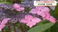 神社の境内に約１６０種１０００株のアジサイ　見ごろを迎える　７月上旬ごろまで〈宮城・美里町〉